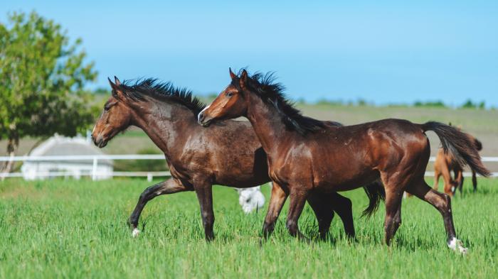 Zwei Pferde zu Kaufen in Bewegung im Aktivstall auf grüner Wiese