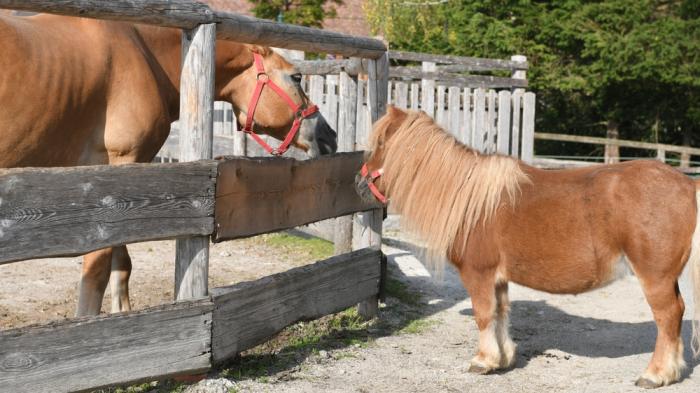 Ein Pferd und ein kleines Pony begrüßen sich im Gnadenhof Gut Aiderbichl in Österreich