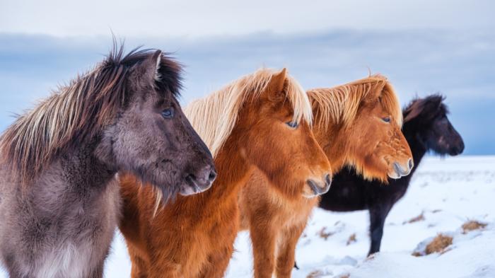 Islandpferde zählen zu den beliebtesten Pferderassen