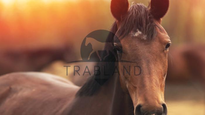 Blog Trabland TEASER Pferd
