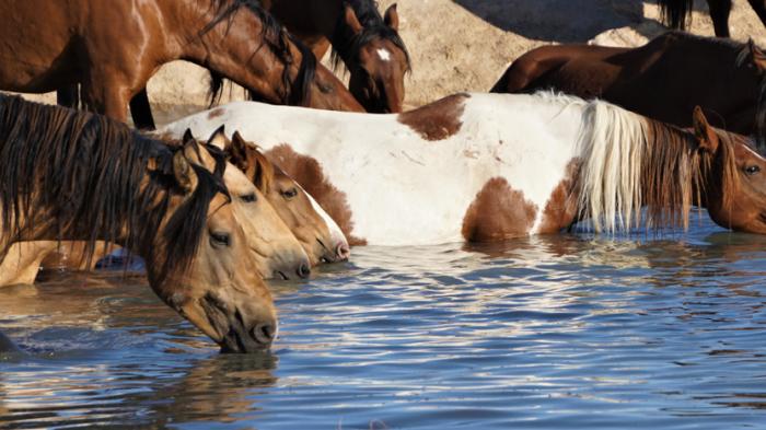 Eine Mustang-Herde trinkend am und im Wasser