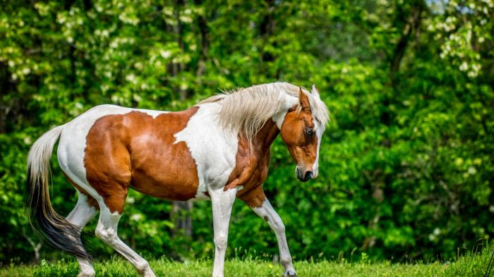 Ein braun-weiß geschecktes Paint Horse auf Wiese