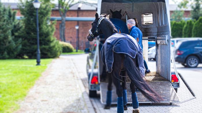 Pferd wird in Pferdeanhänger verladen für Reiturlaub für Erwachsene mit dem eigenen Pferd