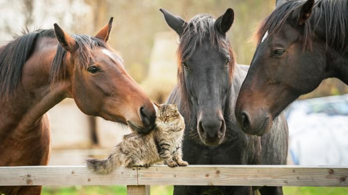 Drei Pferde zum Kaufen schmusen mit Katze auf Zaun im Paddock