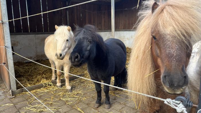3 Shetland Ponys, weiß, schwarz, braun im Offenstall