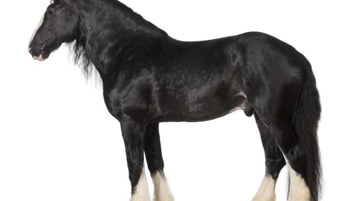 Schwarzes Shire Horse mit weißen Fesseln stehend