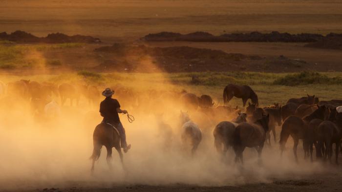 Cowboy auf Pferd treibt Viehtrieb beim Westernreiten in der Prärie