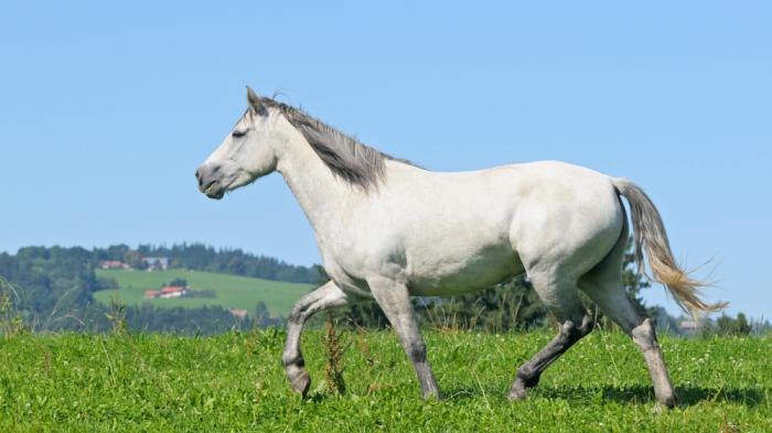 Ein weißes Connemara Pony im Trab auf grüner Wiese