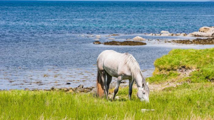 Ein weißes Connemara Pony fressend am Wasser