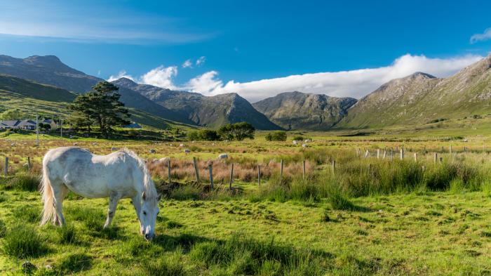 Ein weißes Connemara Pony fressend auf grüner Wiese mit Bergen im Hintergrund