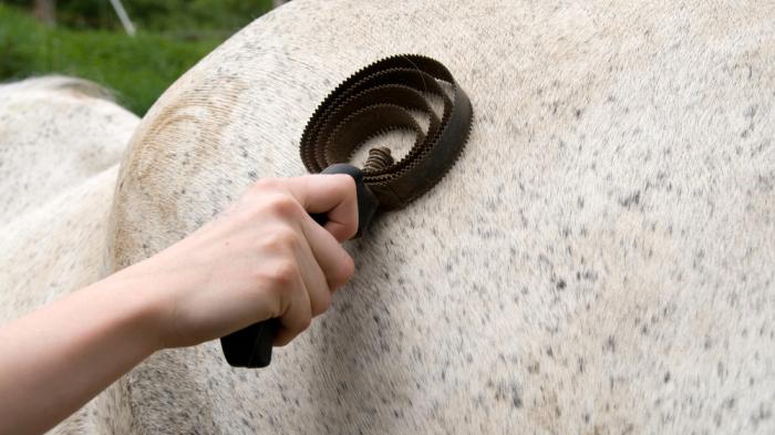 Pferd wird mit einem Federstriegel geputzt