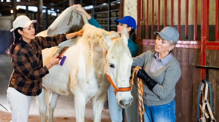 Seniorin bereitet das Pferd für das Reiten lernen für Erwachsene vor