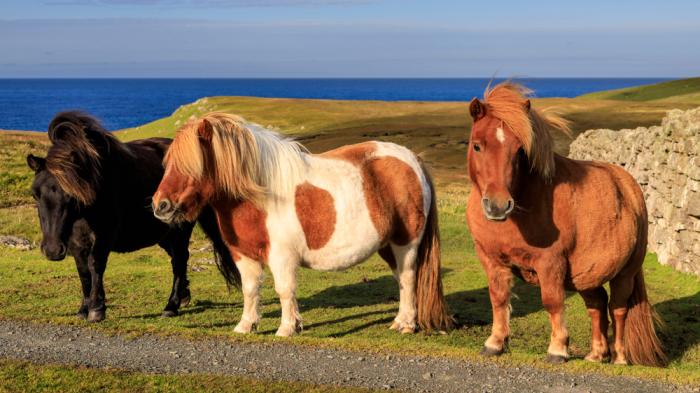 Drei Shetland Ponys auf grüner Wiese mit Meer im Hintergrund