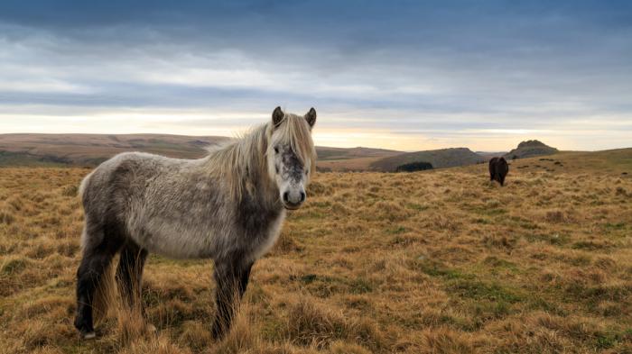 Ein graues Dartmoor Pony im Vordergrund in freier Wildbahn 