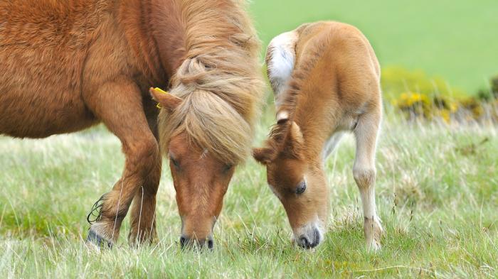 Eine braune Dartmoor Pony-Stute mit braunem Fohlen fressend auf Wiese