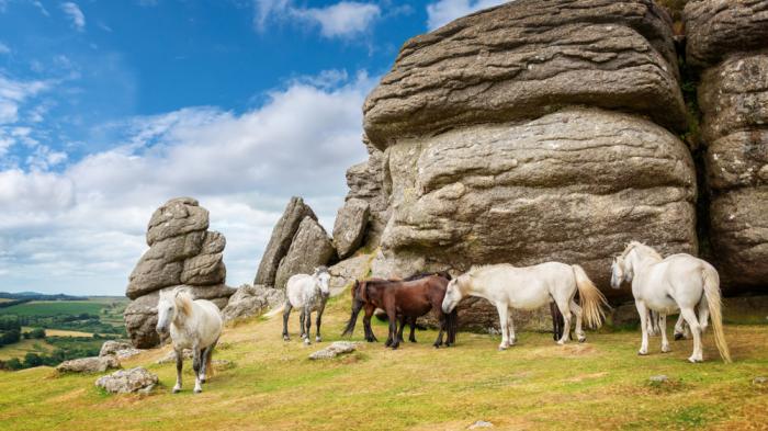 Eine Dartmoor Pony-Herde auf einer Wiese mit Felsen 