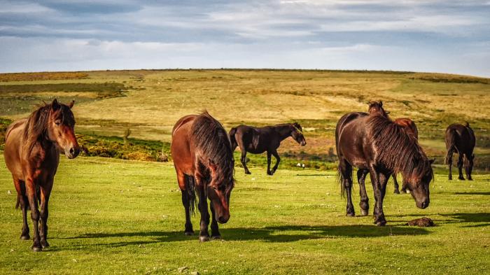 Eine Dartmoor Pony-Herde mit mehreren braunen Ponys auf einer großen Wiese 