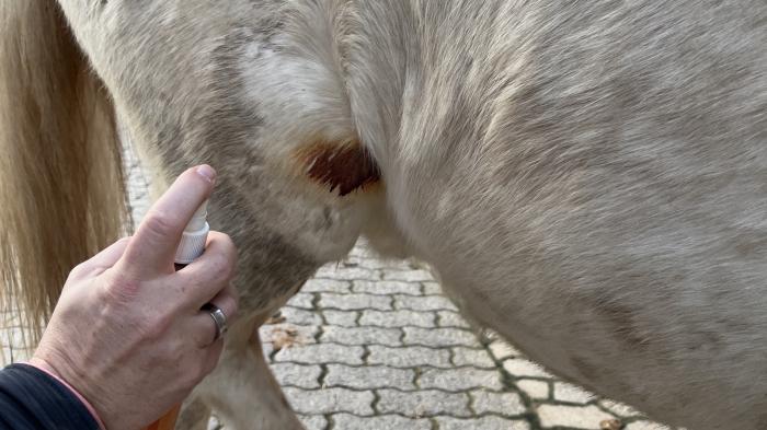 Spray aus der Stallapotheke wird bei kleiner Verletzung vom Pferd aufgesprüht