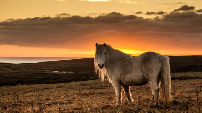 Ein Welsh Pony auf einer Wiese mit Sonnenuntergang im Hintergrund