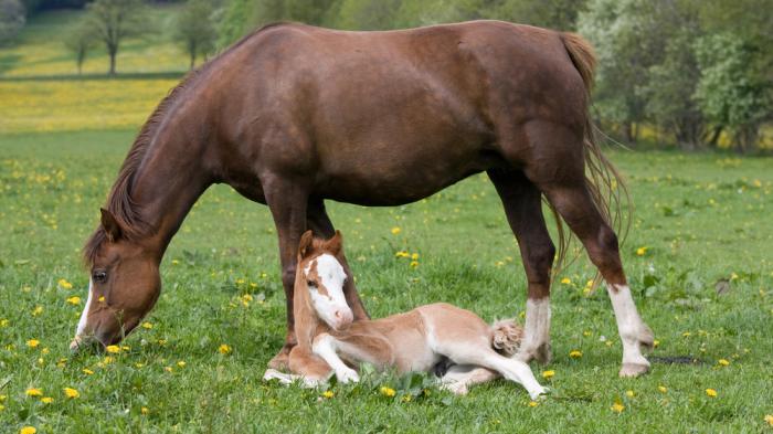 Ein fressendes braunes Welsh Pony mit liegendem Fohlen auf einer grünen Wiese 
