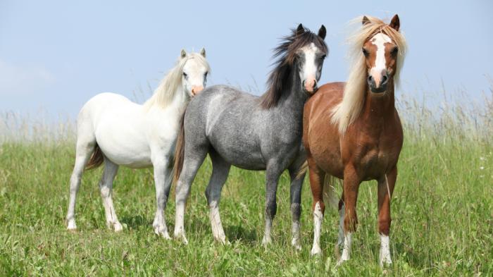 Ein weißes, ein Schimmel und ein braunes Welsh Pony stehen hintereinander auf einer Wiese