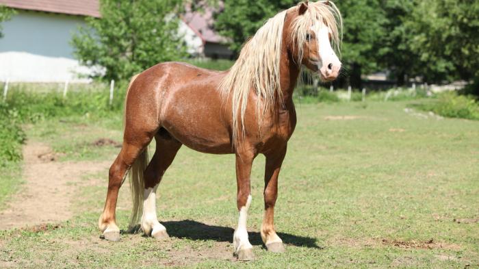 Ein braunes Welsh Pony mit heller Mähne und weißer Blesse steht auf einer Wiese