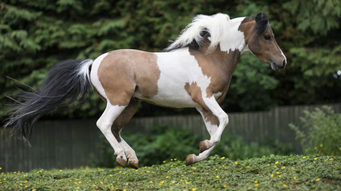 Braun-weiß geschecktes American Miniature Horse im Galopp auf Wiese