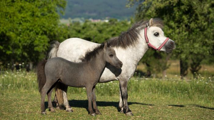 Ein schwarzes American Miniature Horse Fohlen mit weißer Mutter stehen auf Wiese