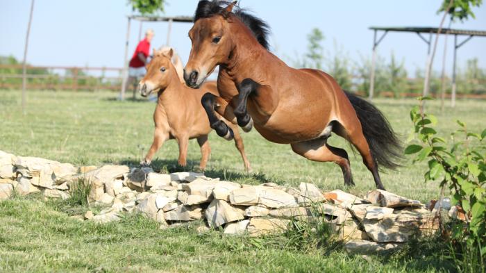 Ein braunes American Miniature Horse mit Fohlen springt über eine Steinmauer