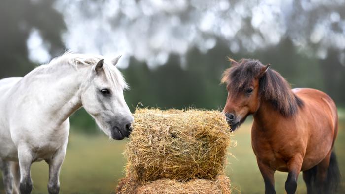 Pferdefütterung, zwei Pferde auf Weide fressen an einem Heuballen