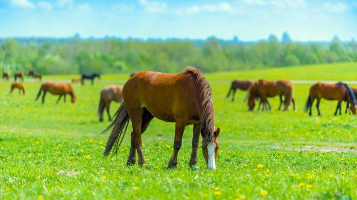 Pferde beim Weiden auf grüner Wiese