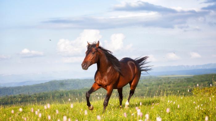 Pferd galoppiert auf Weide beim Anweiden