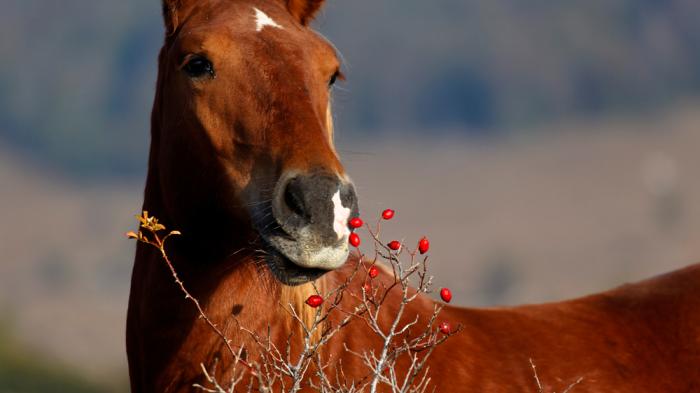 Pferd frisst Hagebutten um Immunsystem zu stärken 