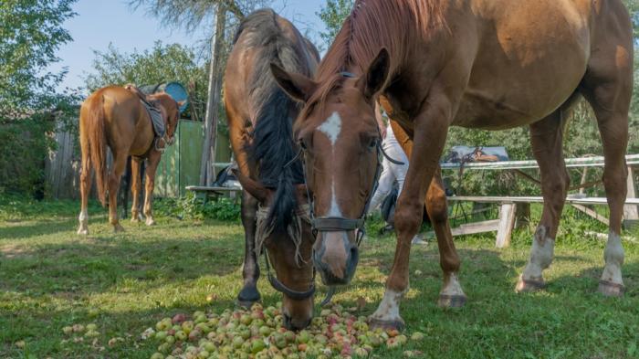 Drei braune Äpfel fressende Pferde auf einer Wiese