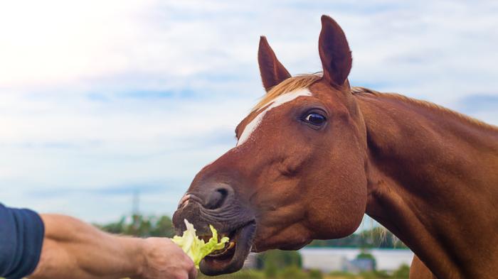 Ein braunes Pferd mit weißer Blesse wird mit Salat gefüttert