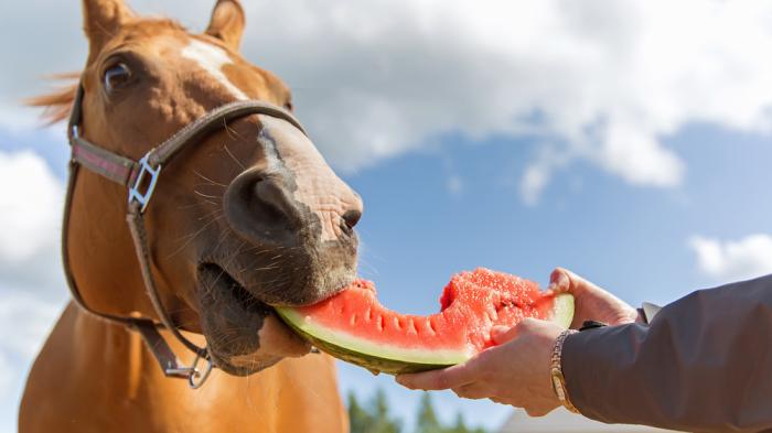 Ein fuchsfarbenes Pferd mit weißer Blesse wird mit einer Wassermelone gefüttert