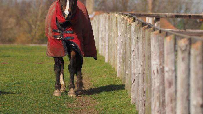Ein braunes Pferd mit roter Decke läuft im Schritt auf einem Pfad der rechts mit einem weißen Zaun abgegrenzt wird