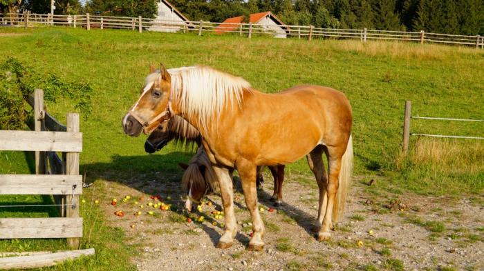 Ein goldfarbenes Pferd mit weißer Mähne und 2 Ponys auf einer Wiese mit herumliegenden Äpfeln