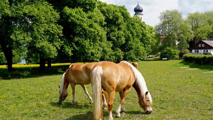 3 goldbraune Pferde mit weißer Mähne stehen fressend auf einer Wiese mit Bäumen und einer Kirchturmspitze im Hintergrund