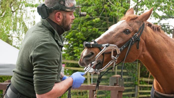 Ein Mann mit Bart, grüner Pullover und blauen Handschuhen behandelt ein braunes Pferd Zahnmedizinisch
