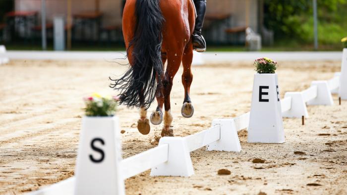 Ein dunkelbraunes Pferd von hinten in einem Dressurviereck, wo die Buchstaben S, E und V zu sehen sind