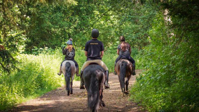 3 Reiter, zwei vorne und einer hinten, reiten auf zwei braunen und einem hellen Pferd im Schritt auf einem Weg durch den Wald