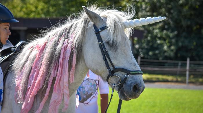 Weißes Pony als Einhorn verkleidet mit pinkfarbenen Bändern in der Mähne