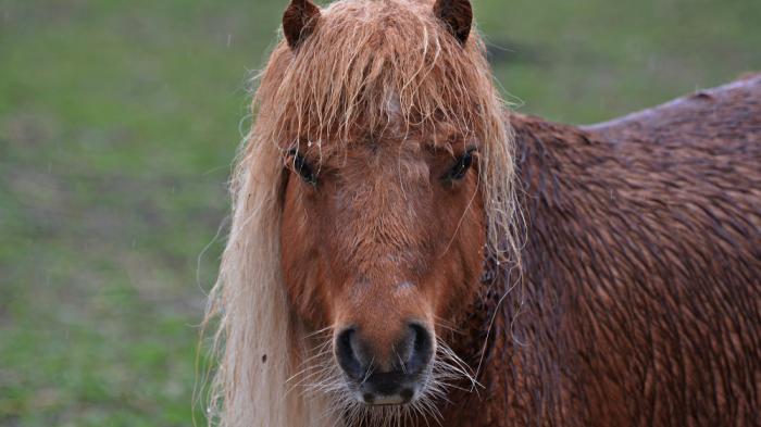 Braunes Pony mit langer Mähne auf der linken Seite steht nass auf einer Wiese