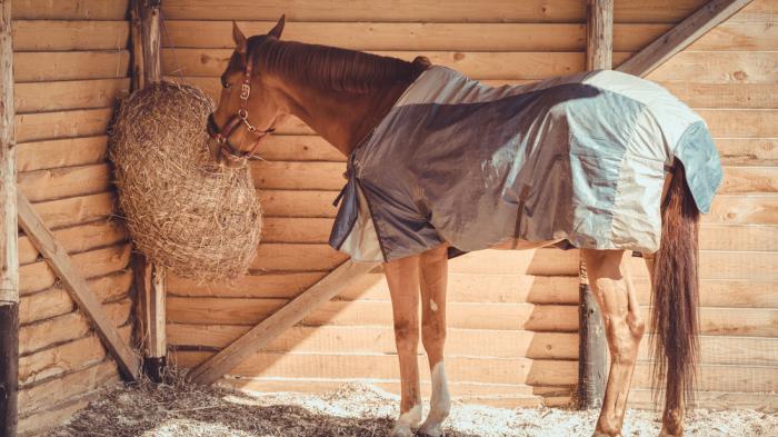 Ein braunes Pferd mit einer Decke steht in einem sonnendurchfluteten Stall und frisst Heu aus einem Netz, das an einer Holzwand hängt.