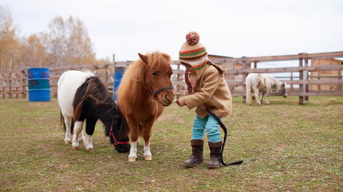 Ein Kind in warmer Kleidung und Mütze auf dem Kopf füttert ein braunes und ein braun-weißes Pferd mit rotem Halfter auf einer Weide, im Hintergrund ist ein Zaun sichtbar.