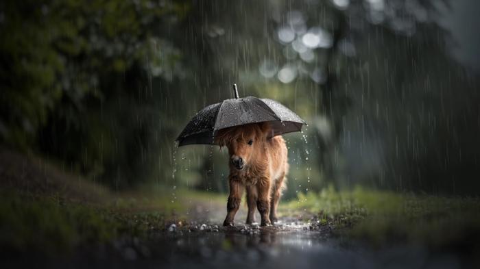 Ein braunes Minipony steht im Regen auf einem Waldweg und hat einen schwarzen Regenschirm auf dem Kopf