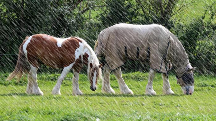 Zwei Pferde bei Regen fressend auf der Weide, ein Pferd ist weiß braun gescheckt und das andere Pferd ist weiß mit einer Regendecke