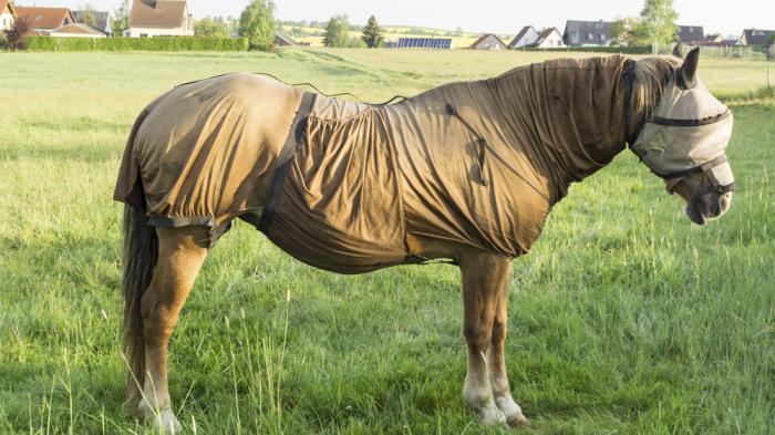 Ein Pferd steht mit Fliegenschutz fürs Pferd auf grüner Wiese