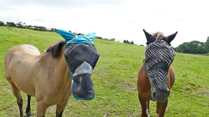 2 Pferde auf grüner Wiese und beide mit Fliegenschutz fürs Pferd auf dem Kopf  
